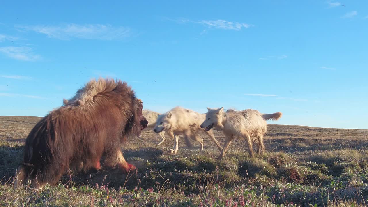 PAN与北极狼移动到攻击受伤的麝牛反击，但被拉下来视频素材