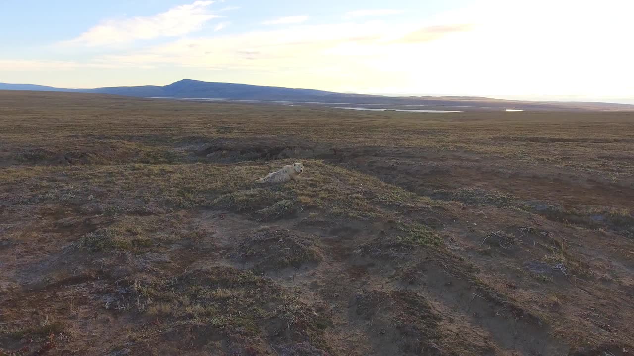 HA WS北极狼站起来，并跟踪回它走到相机视频下载