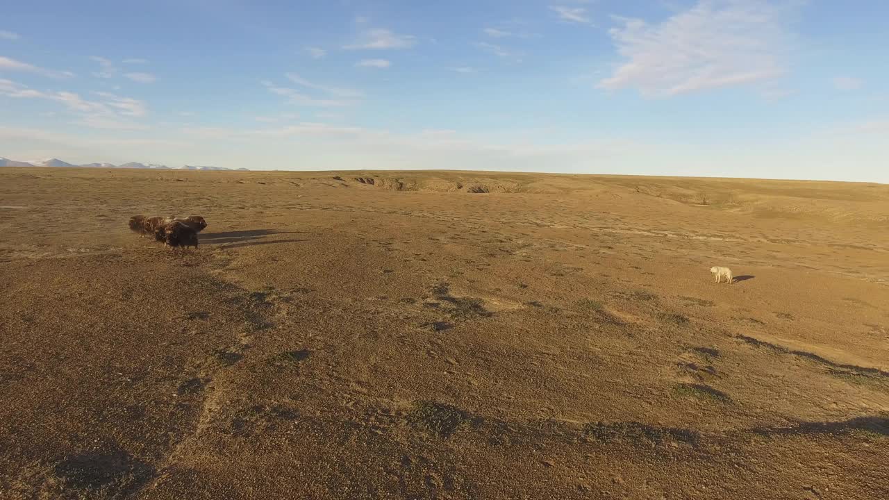 空中轨道绕麝牛群防守圈，面对北极狼视频下载