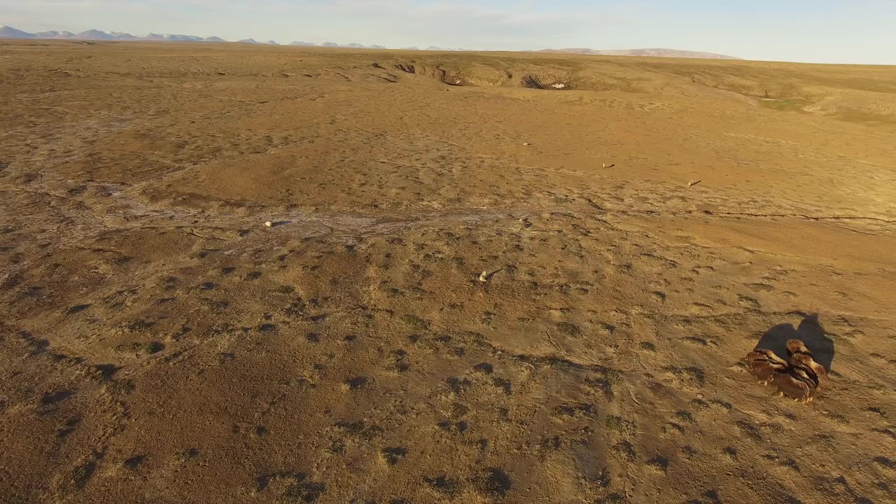 空中轨道绕麝牛队防守圈，面对6只北极狼视频下载