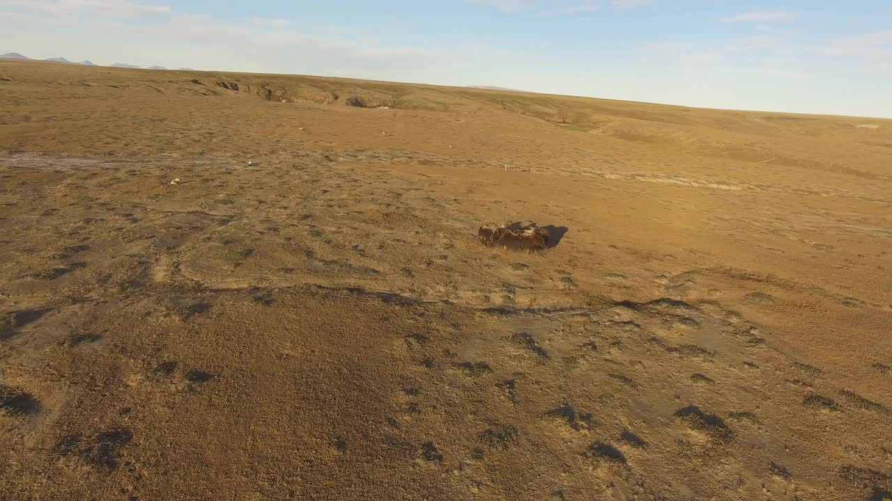 空中轨道绕麝牛组防守圈，面对7只北极狼视频下载