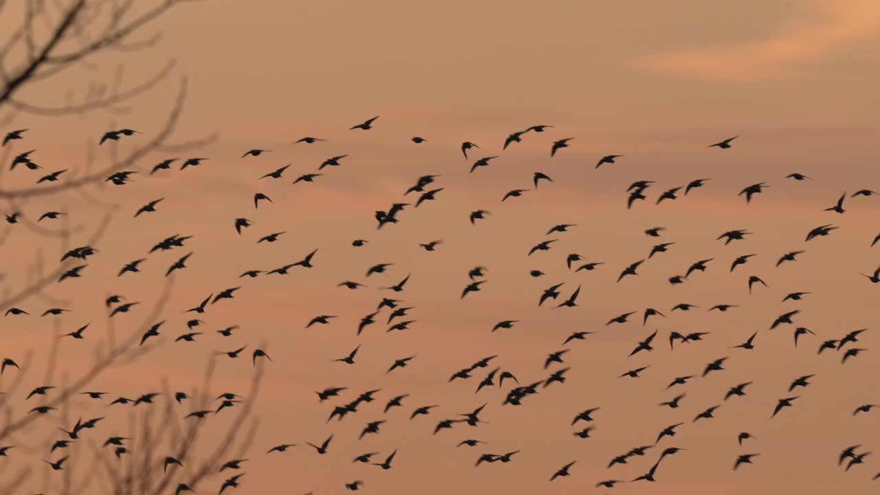 椋鸟，即普通Sturnus vulgaris，在日出时成群飞行视频下载