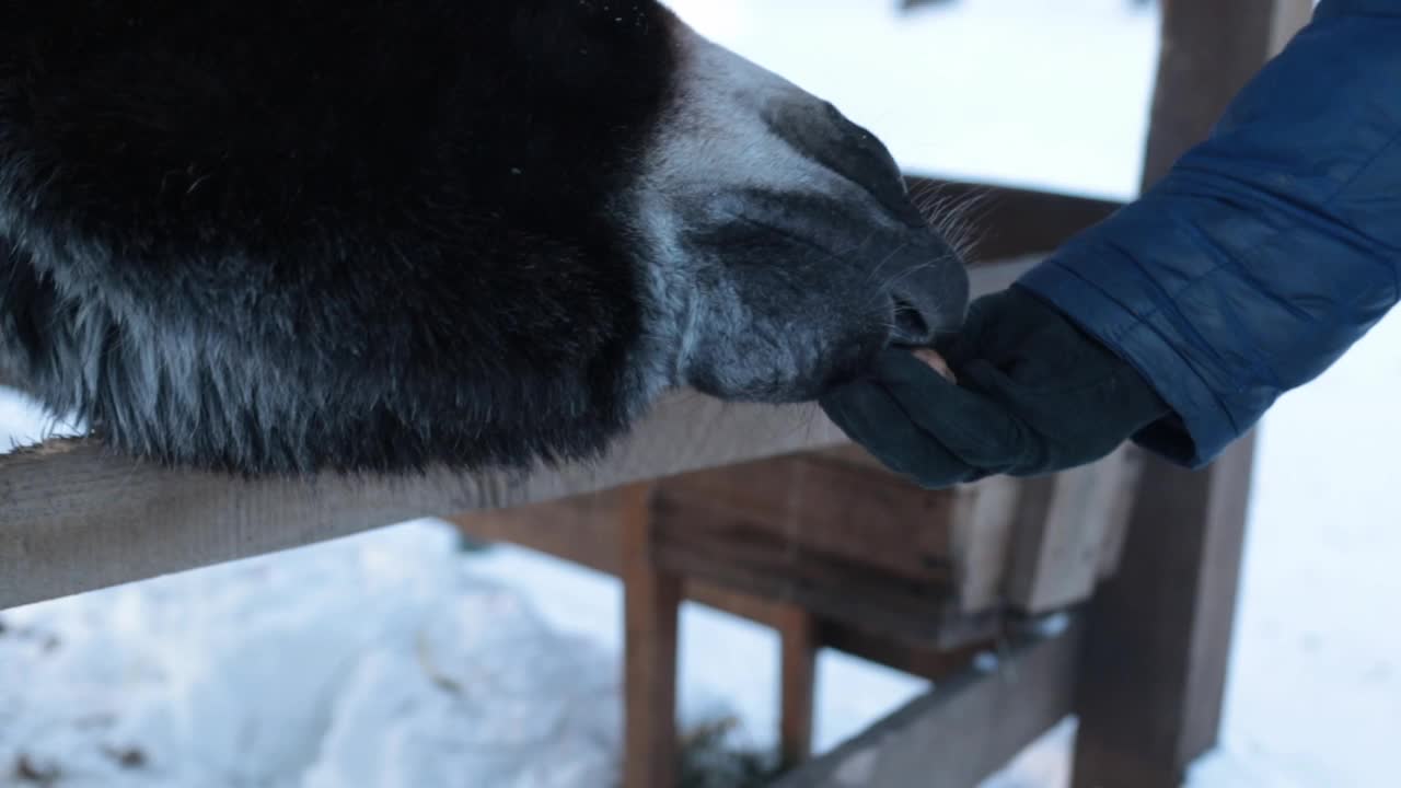 驴子近距离从手上拿食物视频素材