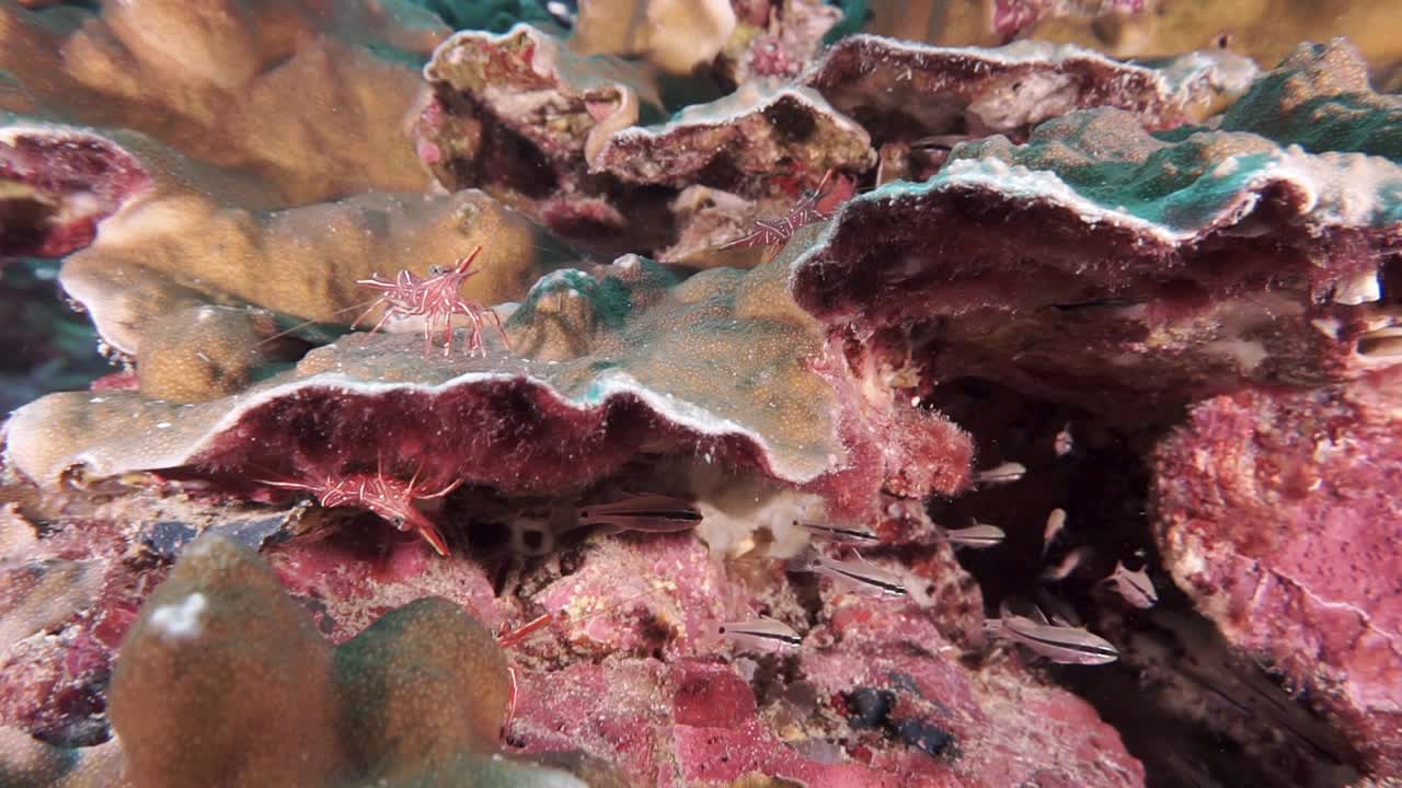 野生红衣主教鱼和虾在珊瑚礁近距离视频下载