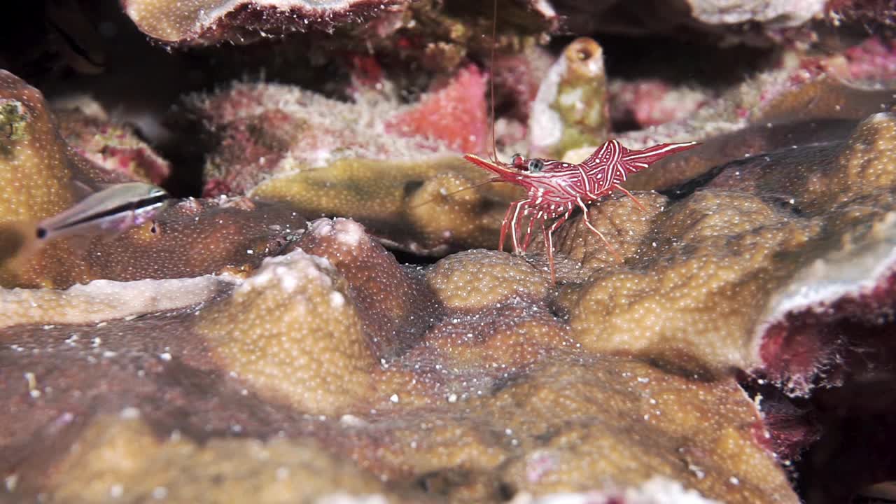 令人惊叹的动物行为虾和红雀鱼视频下载
