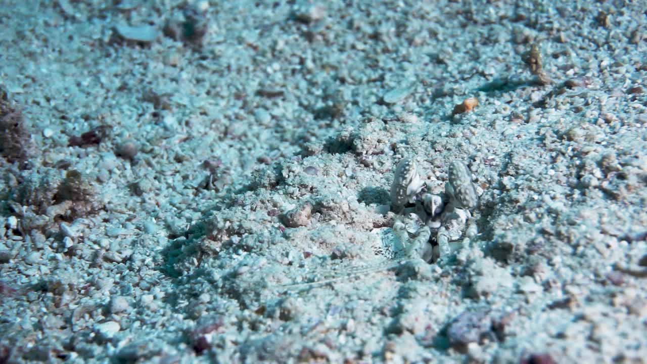 潜水员展示螳螂虾的眼睛伪装视频下载