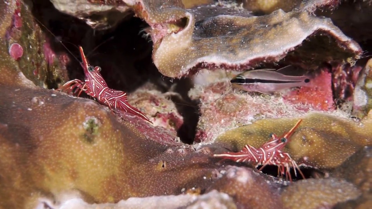 珊瑚礁上跳舞的虾的微距镜头视频下载