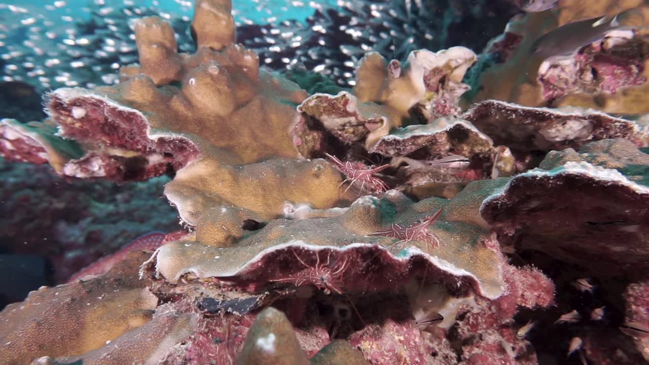 野生珊瑚母鹿在寻找它的下一餐视频下载