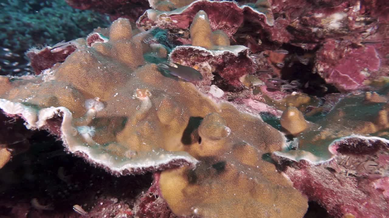 钩喙虾水下生态系统视频下载