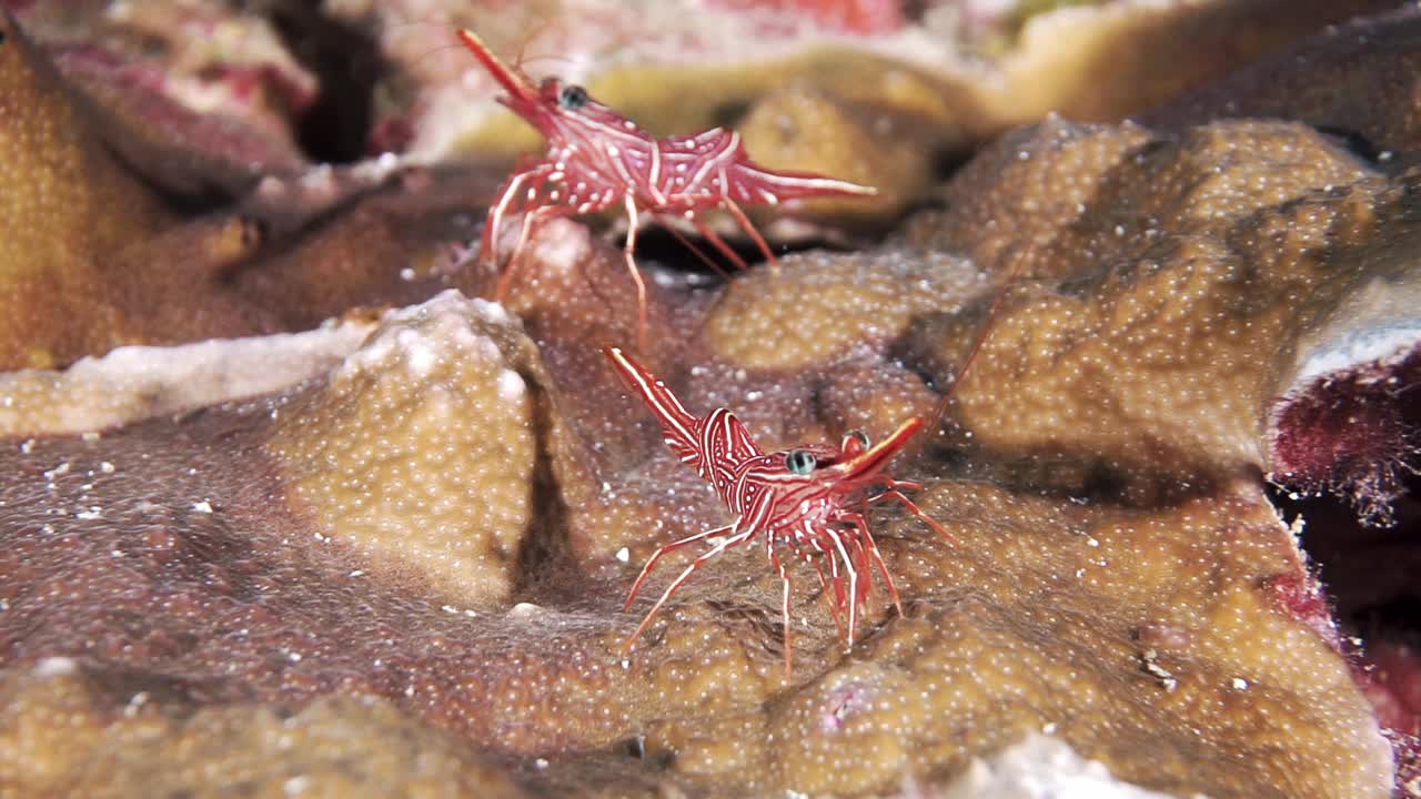 珊瑚礁上的大钩喙虾视频下载