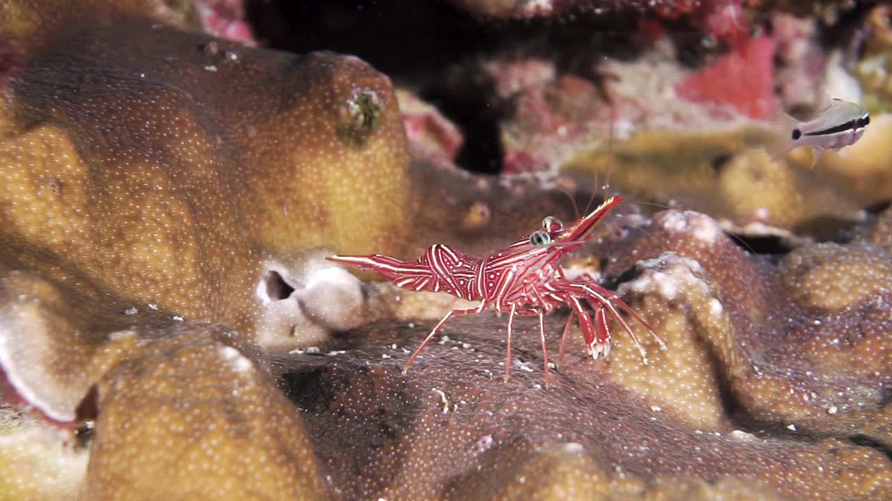 野生跳舞虾在水下觅食视频下载