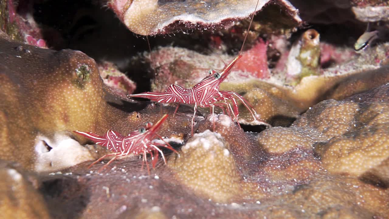 迷人的虾在水下的行为视频下载
