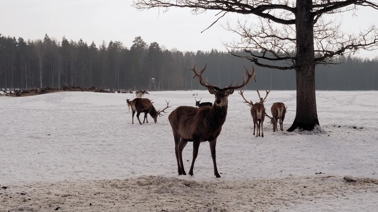 在冬天，鹿站在外面，向一边看。而在视频下载