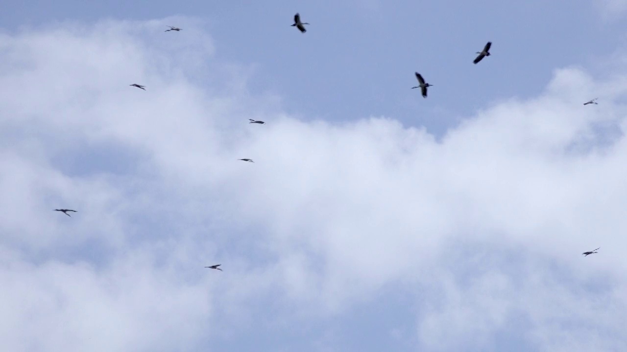 白天，一群鸟儿在晴朗的天空中飞翔视频素材
