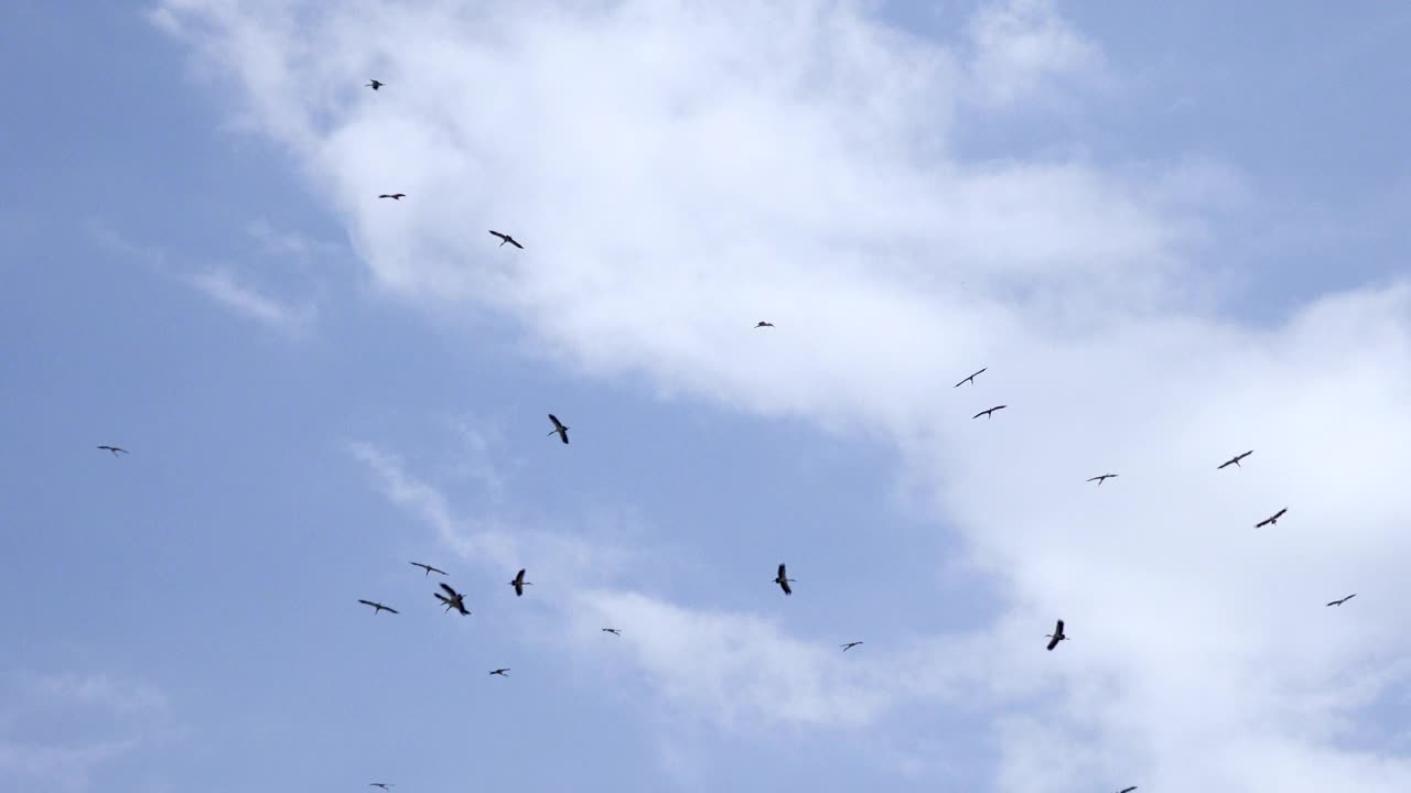 白天，一群鸟儿在晴朗的天空中飞翔视频下载
