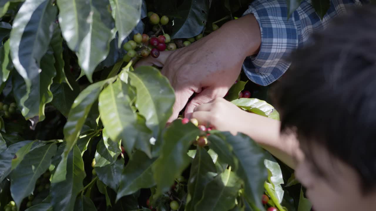 近距离观察一个不认识的男人和男孩在一个种植园里采摘咖啡视频素材