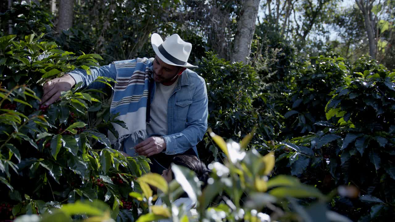 一位哥伦比亚农民在种植园教他的儿子如何摘咖啡豆视频素材