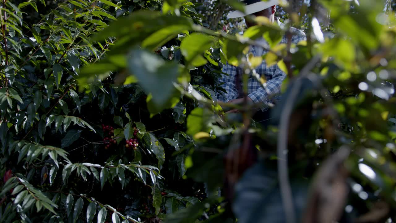 一名男性蓝领工人在咖啡种植园采摘咖啡豆视频素材