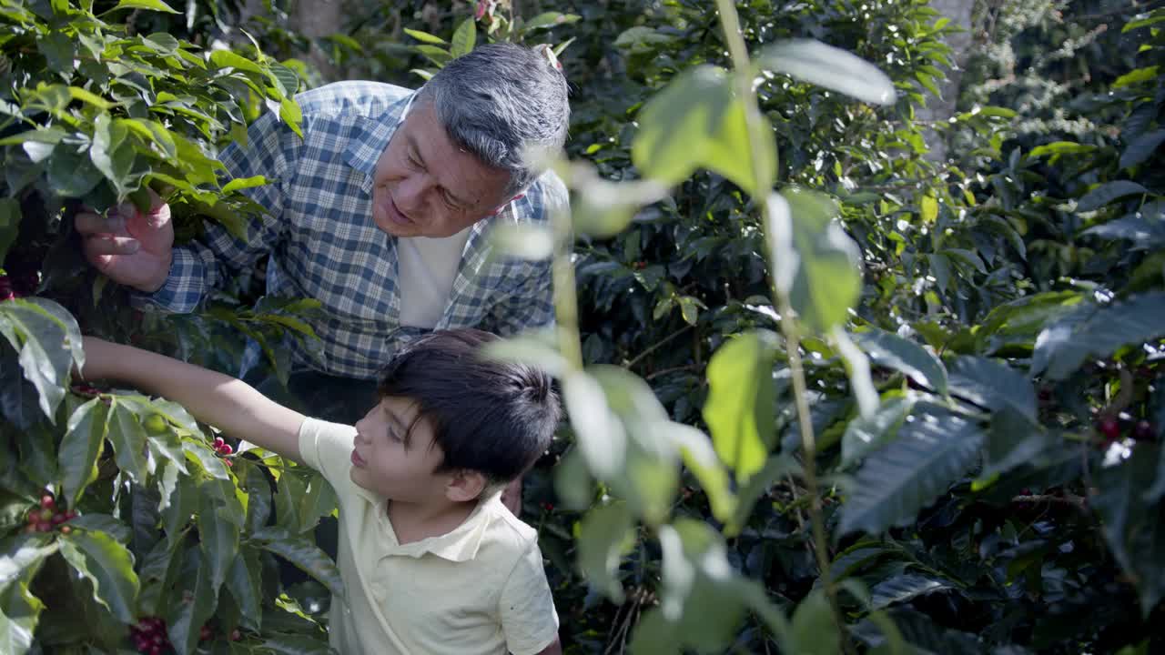 一个哥伦比亚男孩从他的祖父那里了解到在一个种植园里的咖啡收获视频素材