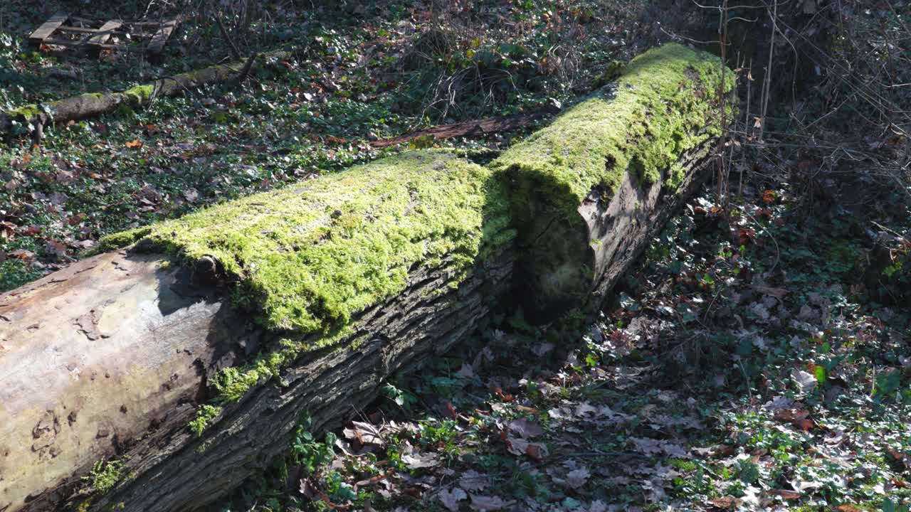 一棵老烂树的残迹或残迹躺在长满青苔的森林里的地上视频素材