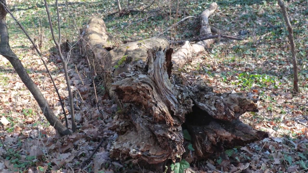 一棵残存的老烂树躺在森林的地上，上面覆盖着青苔视频素材