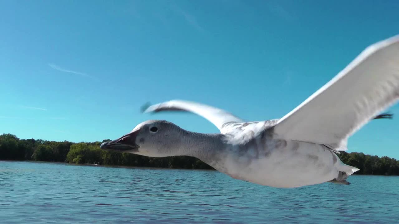 CU跟踪2只雪雁在河上非常近距离地飞行视频下载