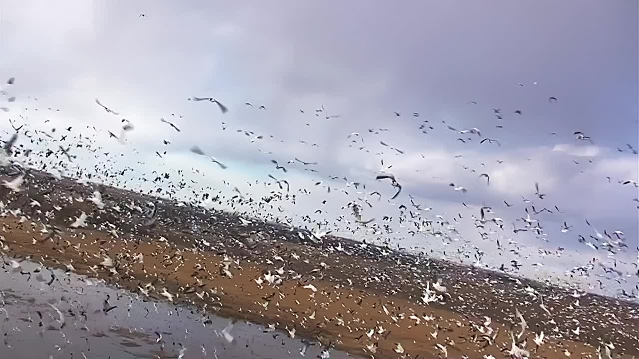 空中的POV在湖上空飞行着一大群雪雁视频下载