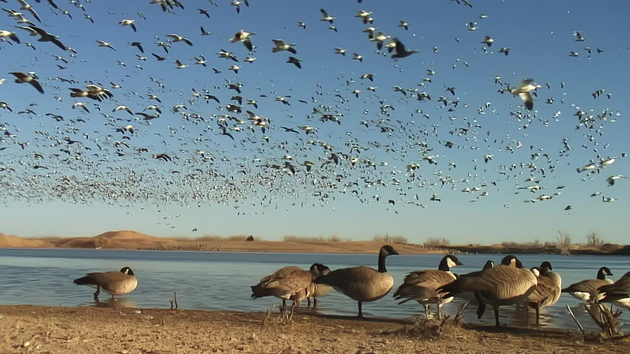 雪雁和加拿大雁大量抵达WS湖视频下载