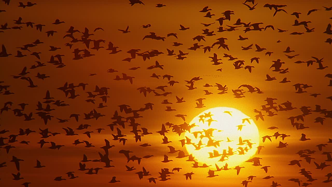 巨大的雪雁群飞过夕阳视频下载