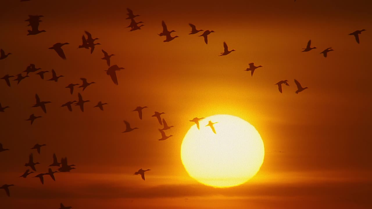 巨大的雪雁群飞过夕阳视频下载