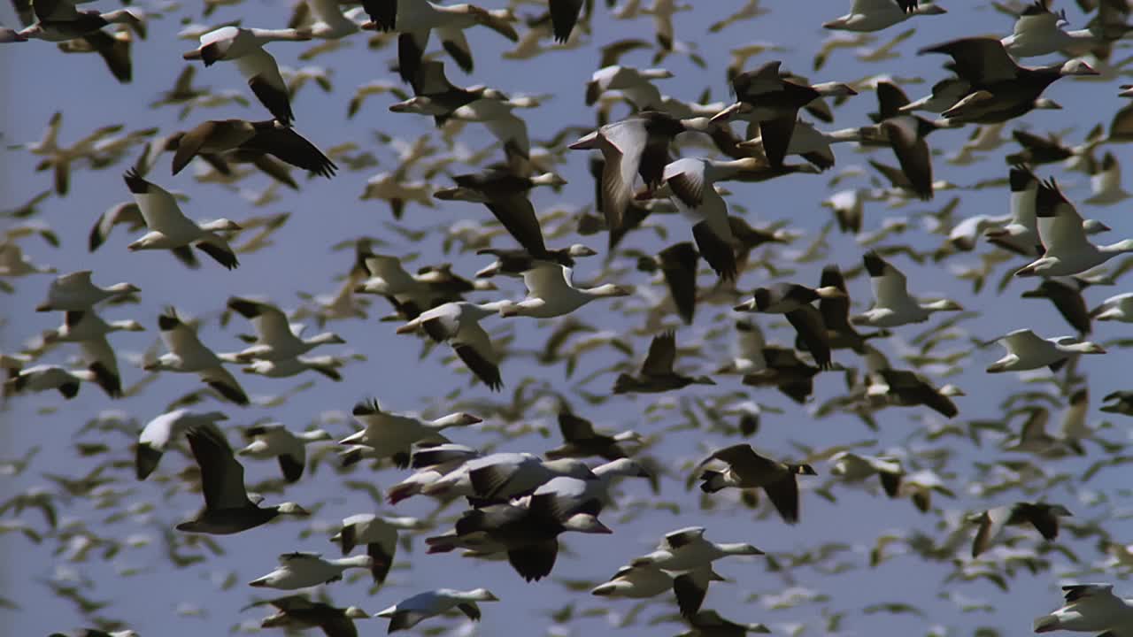 SLOMO PAN和一大群雪雁降落在湖中视频下载