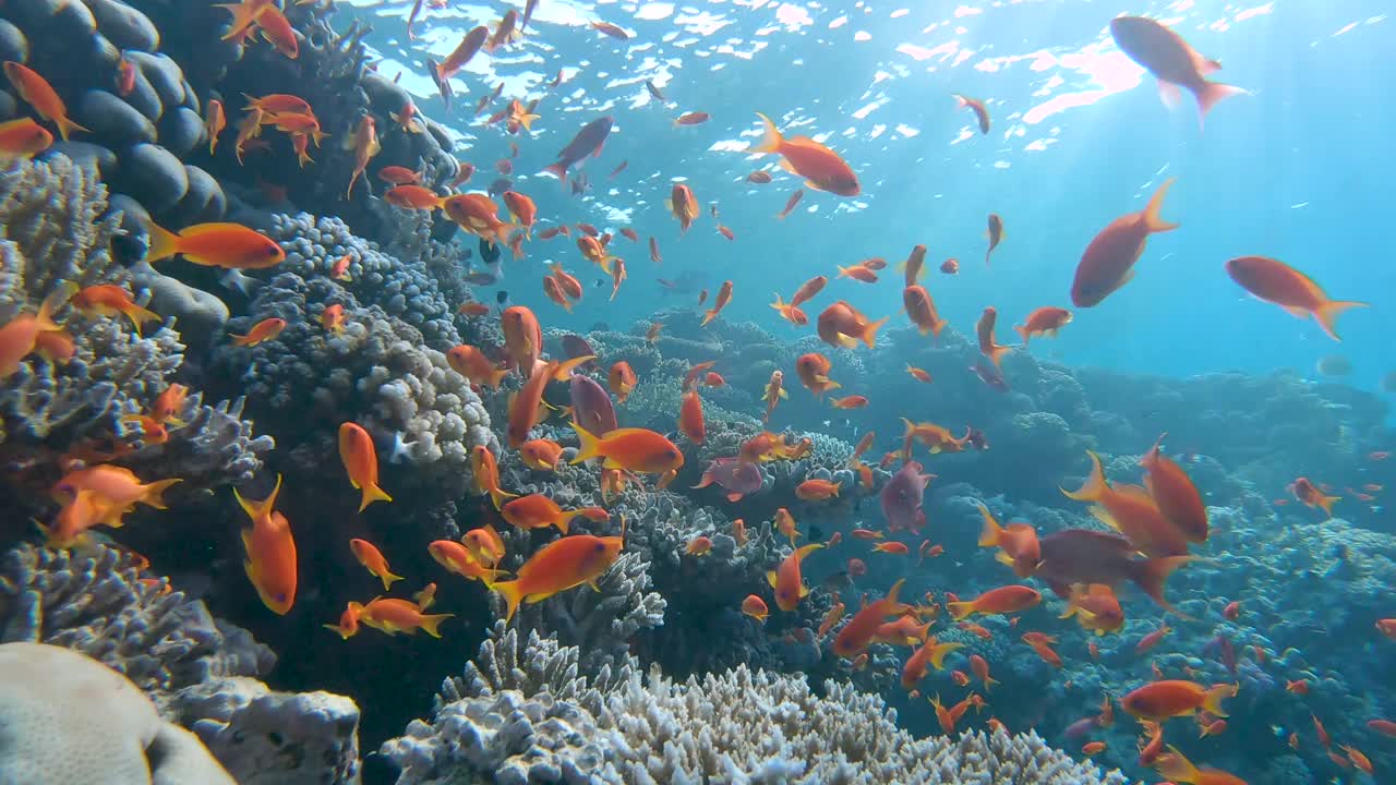 珊瑚礁前面的蚁丘视频素材
