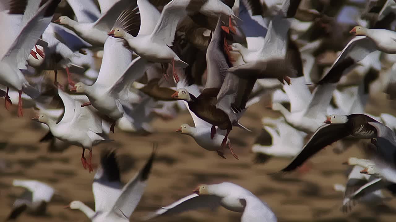 “SLOMO PAN”女士和一大群“雪雁”飞向相机视频下载