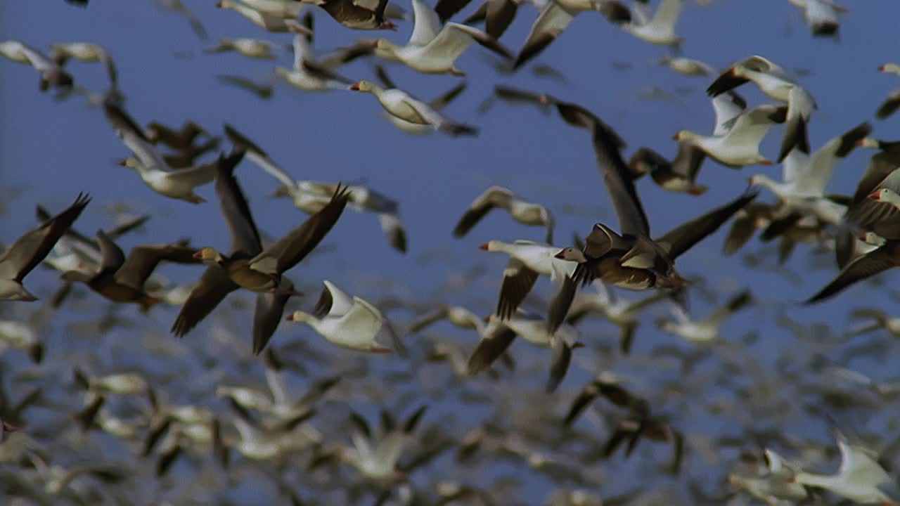 SLOMO CU PAN巨大的雪雁群飞在蓝天的侧面视频下载