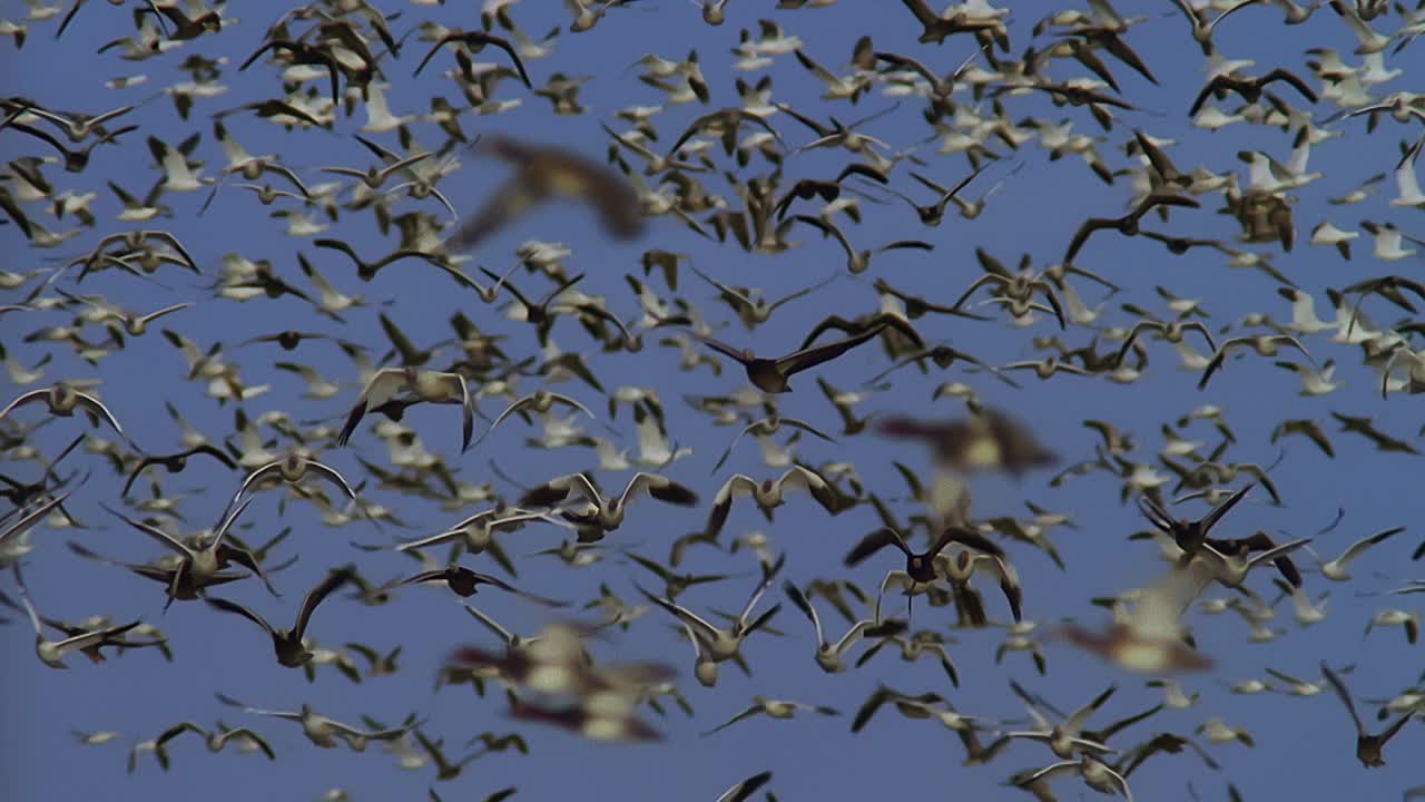 SLOMO CU PAN巨大的雪雁群飞向镜头与蓝天视频下载