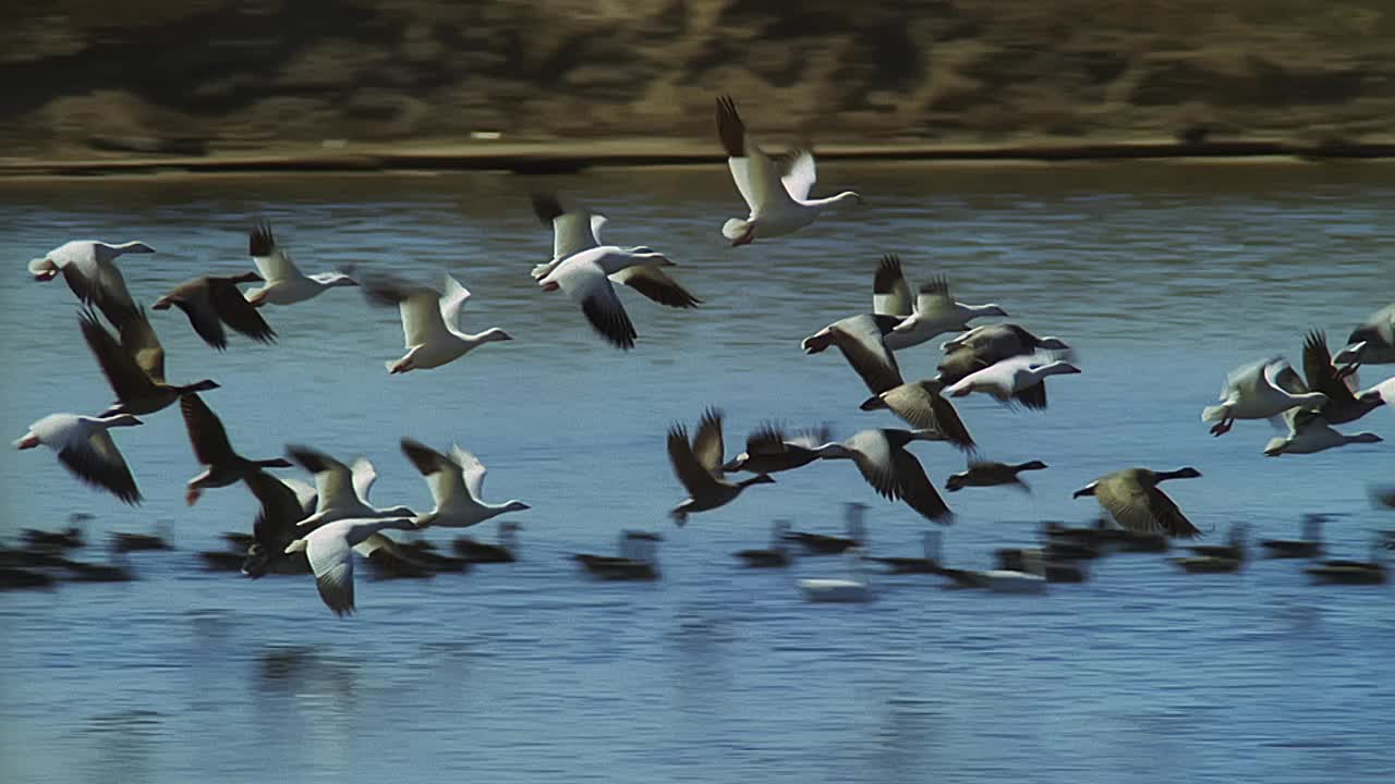 湖上有一群雪雁在铜锅上飞翔视频下载