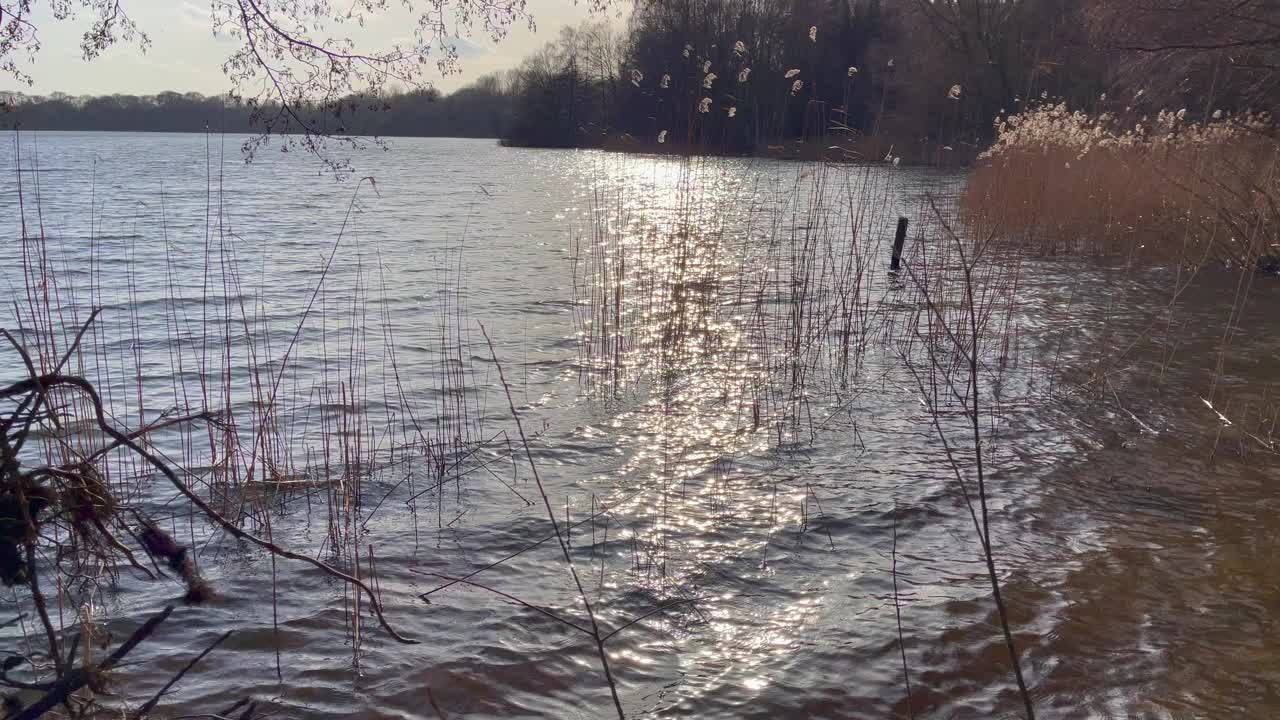 在正午的阳光下看一个湖，同时风摇动着草视频下载