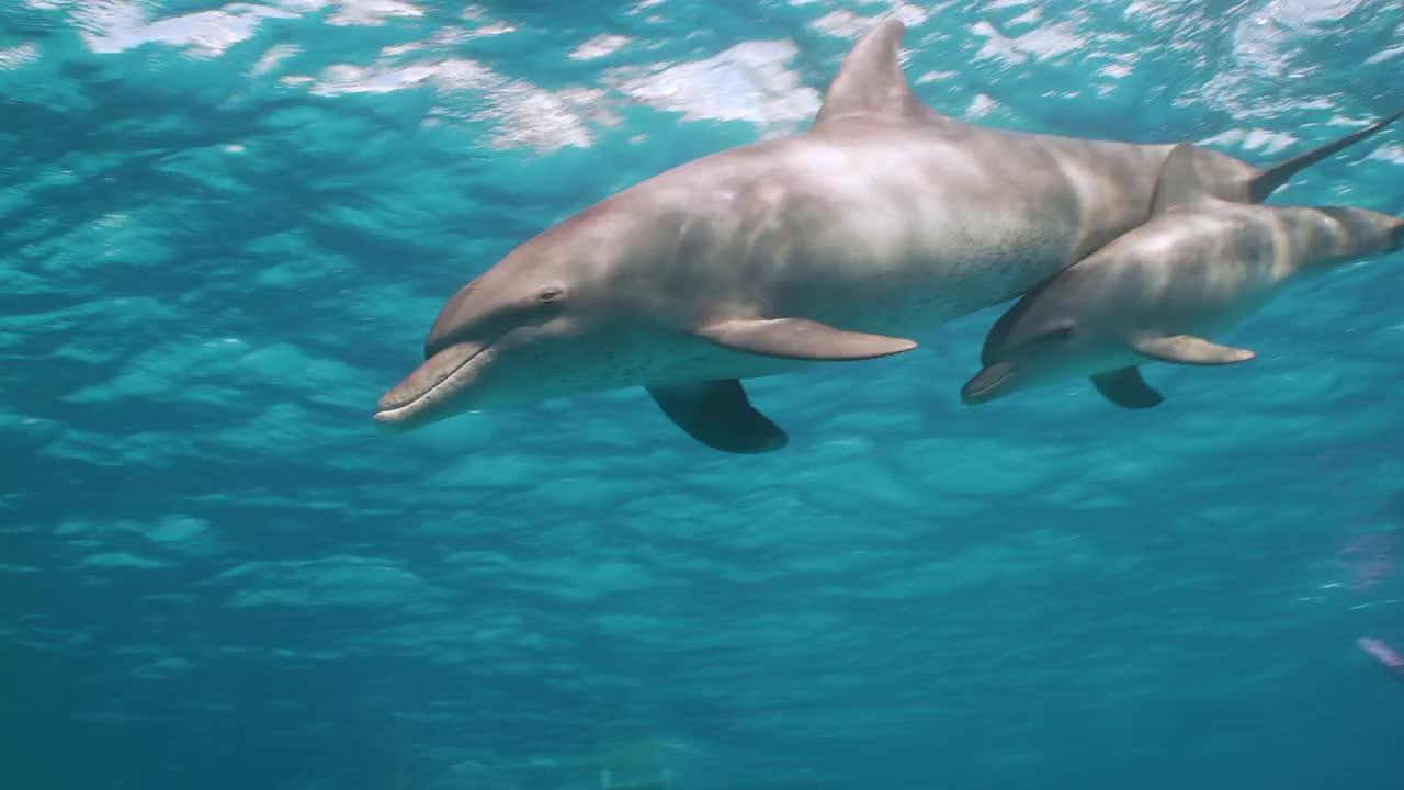 一对海豚妈妈和幼崽在红海海面附近视频下载
