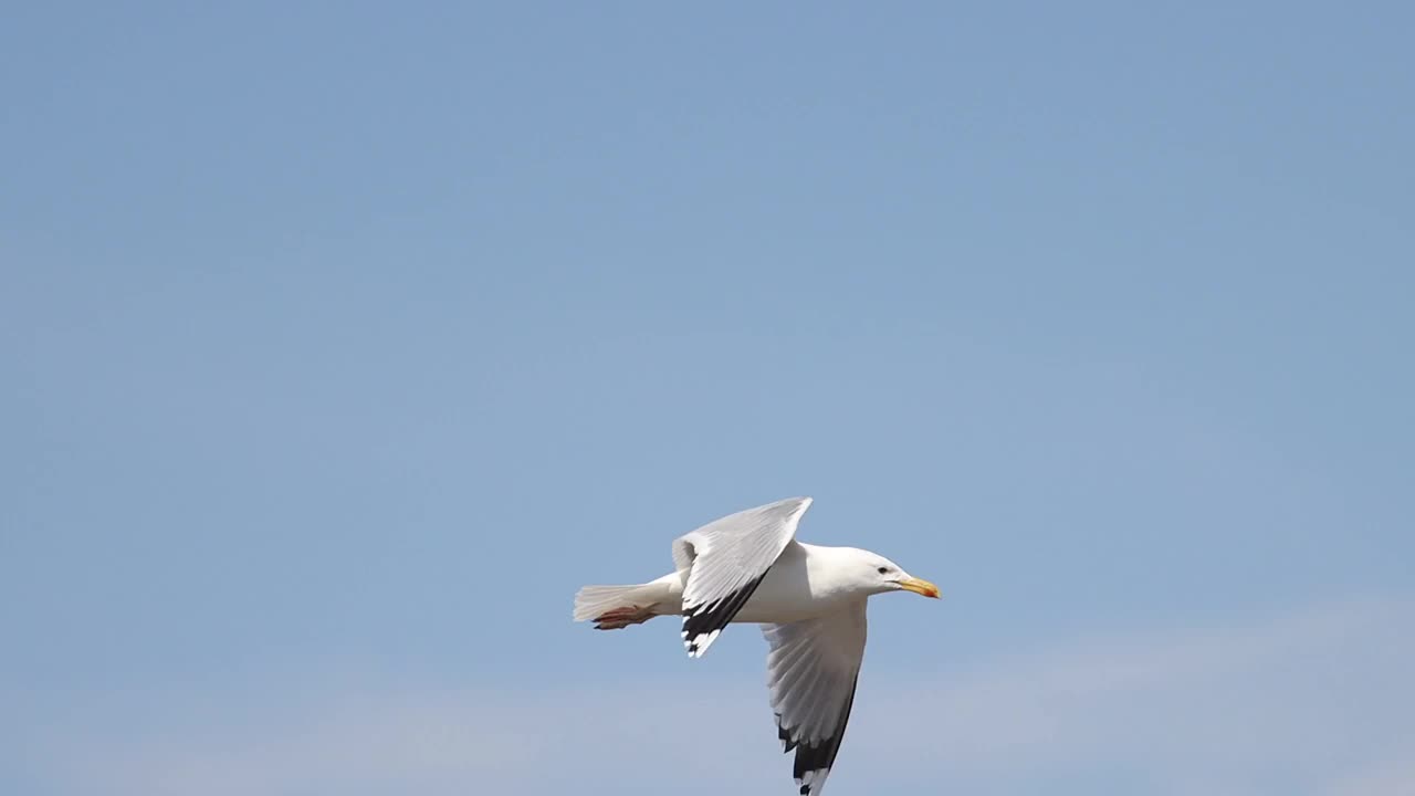 慢镜头海鸥飞过天空视频素材