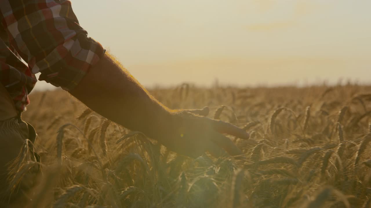 日落时分，老农民在田间散步时摸着麦穗视频下载