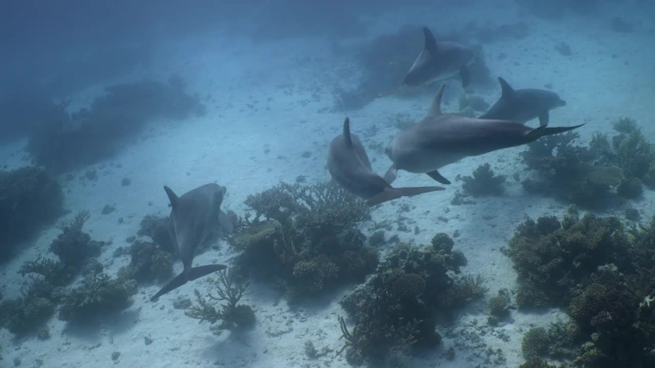 一群海豚在研究潜水员周围游泳视频素材
