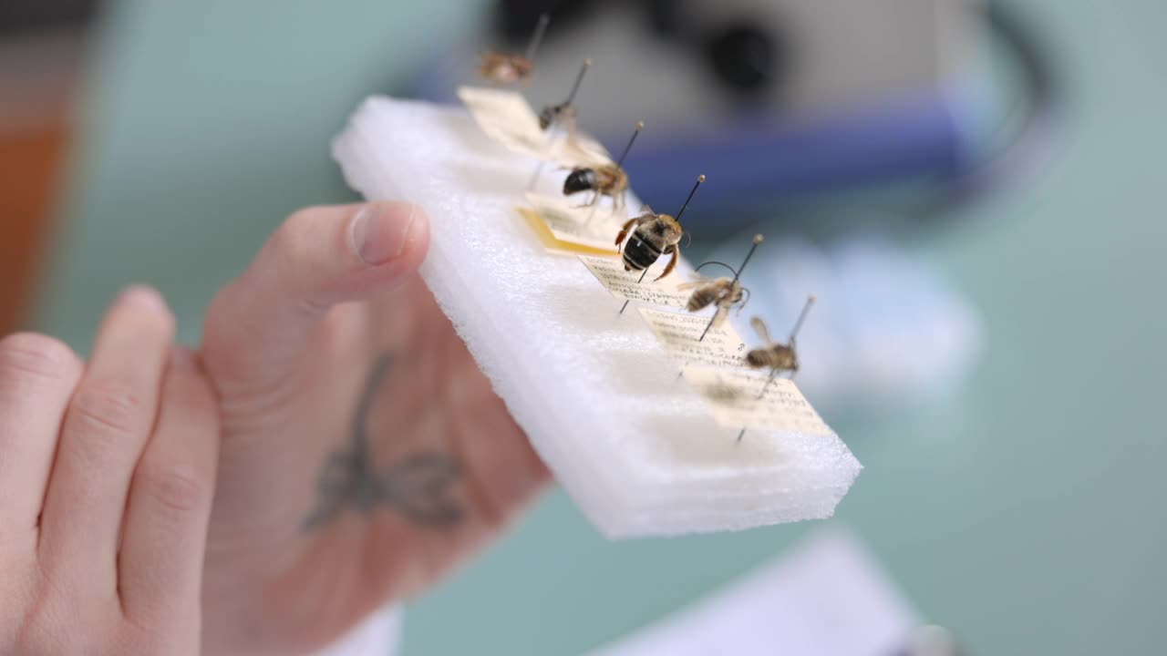 昆虫学家的手拿着标记为别针的蜜蜂视频下载