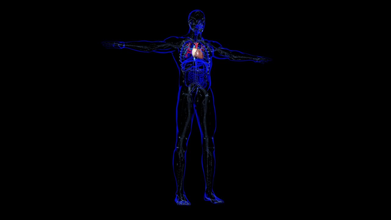 人体心脏解剖的医学概念视频素材