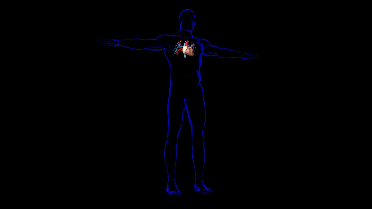 用于医学概念3D渲染的人体心脏解剖视频素材