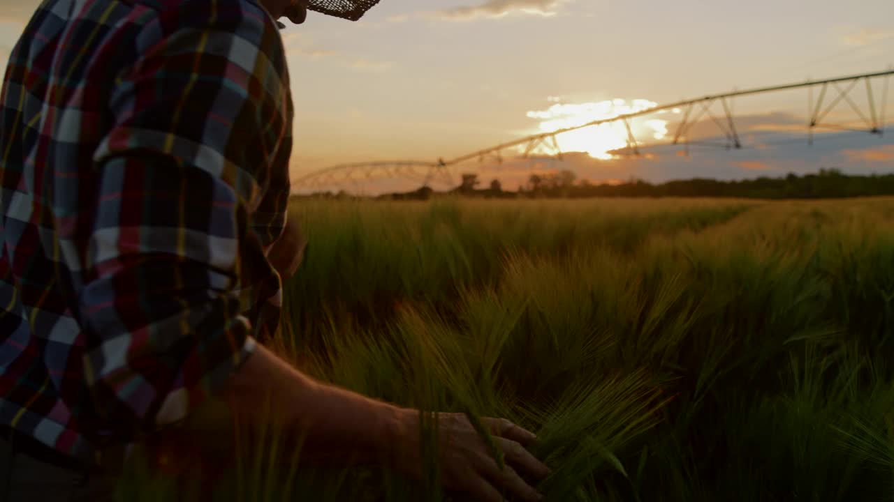 农民在灌溉地检查小麦植株的生长情况视频下载