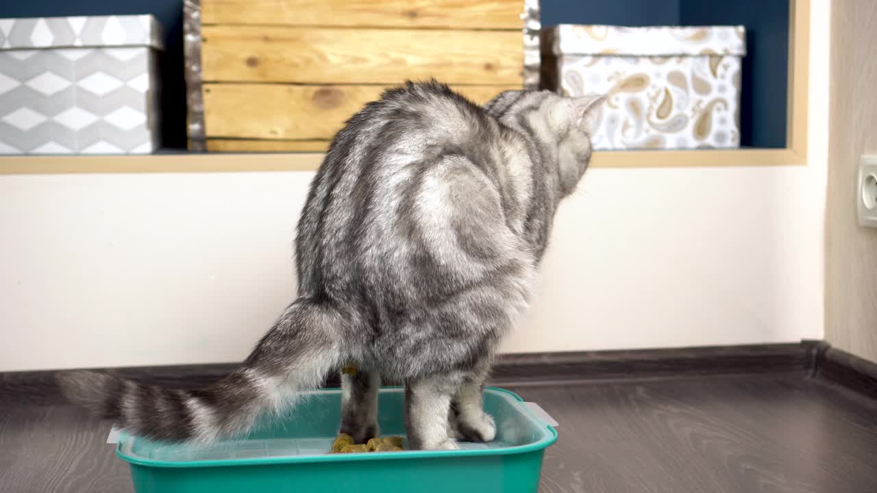 一只灰色的英国猫在托盘里拉屎。房间里有猫厕所。视频素材