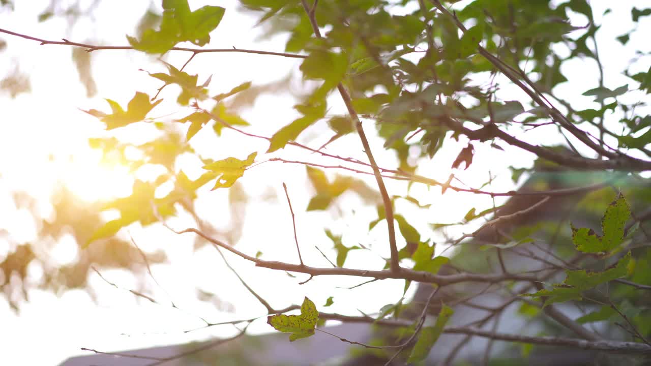 低角度拍摄，由稳定的一棵无叶树在秋天的叶子视频下载