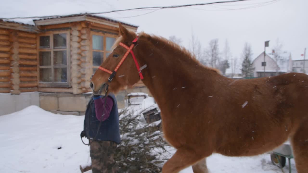 冬天的农民和马在牧场散步视频素材