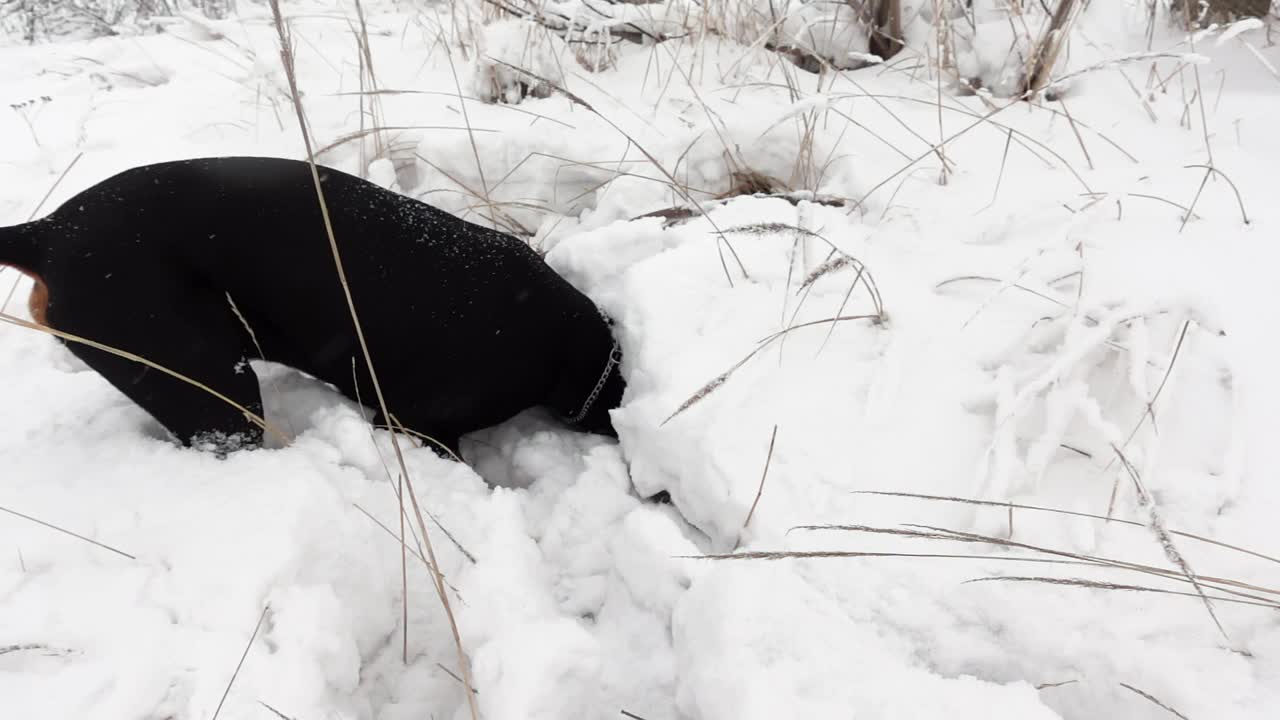 纯种黑色杜宾犬正在冬天的森林里狩猎视频下载