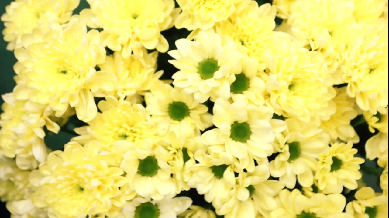 一大束新鲜的黄色菊花被旋转特写。视频下载